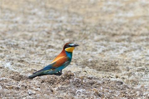 Premium Photo | European bee eater