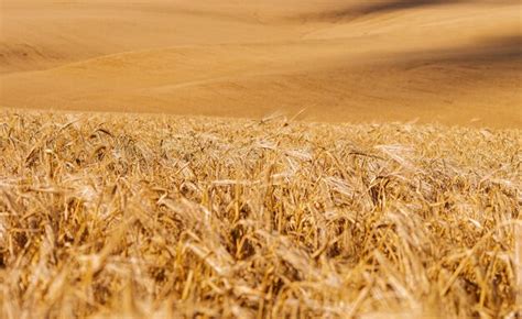 Premium Photo Wheat Field Background Or Texture