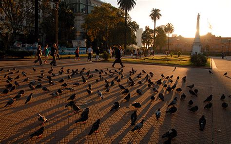 Tipos De Aves Ni Onautas Con Kir N Miret Aristegui Noticias