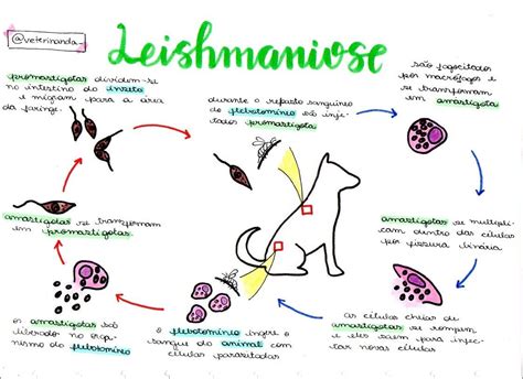 Mapas Mentais Sobre LEISHMANIOSE Study Maps