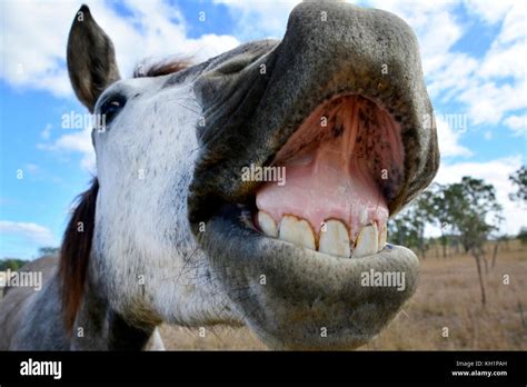 HORSES WITH FUNNY FACES Stock Photo - Alamy