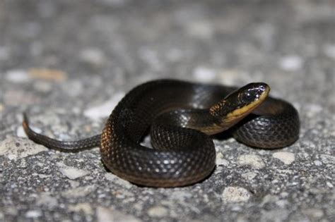 Glossy Swampsnake – Florida Snake ID Guide