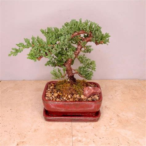 Bonsai — Long Stems Exceptional Floral Design In Merion