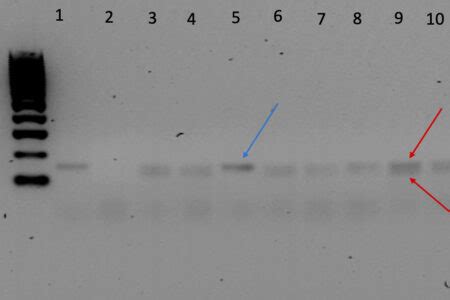 VALUTAZIONE DELLA VARIABILITA GENETICA SiMaSeed