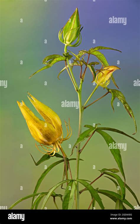 Maturing Seed Pods On Stem Fo Scarlet Hibiscus Hibuscus Coccineus In