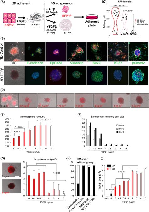 3d Mammosphere Growth And Invasion Under The Influence Of Tgfβ A Download Scientific Diagram