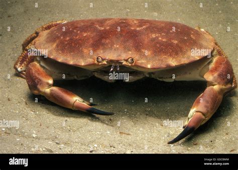 Edible Crab Cancer Pagurus Adult Stock Photo Alamy