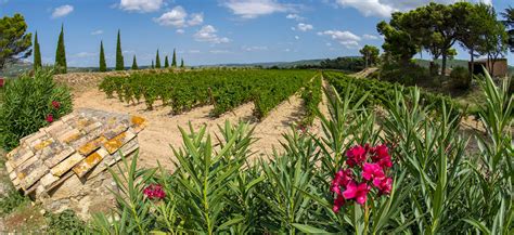 Le Jardin de Vignes Rares de Cicéron Perswijn