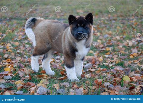 Cute American Akita Puppy Is Standing On The Green Grass In The Autumn