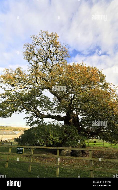 The Bowthorpe Oak Tree Near Manthorpe Village Lincolnshire England