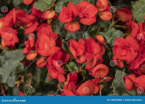 Begonia Solenia Red Stock Photo Image Of Love Floral 140370866