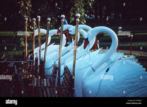 Swan Boats On The Frog Pond In The Boston Public Garden Boston