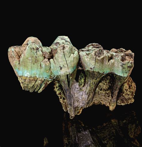 Turquoise Pseudo After Fossil Teeth Schwarzleo Austria