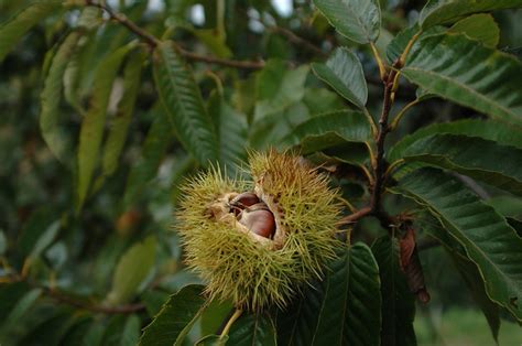 Chestnut | Diseases and Pests, Description, Uses, Propagation