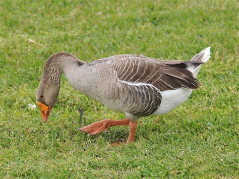 The Online Zoo - Greylag Goose