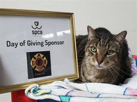 SPCA Tampa Bay Hosts 3rd Annual Day Of Giving Telethon Largo FL Patch