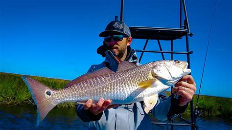 How To Catch Redfish Drum Redfish Tips For Inshore Shallow Water