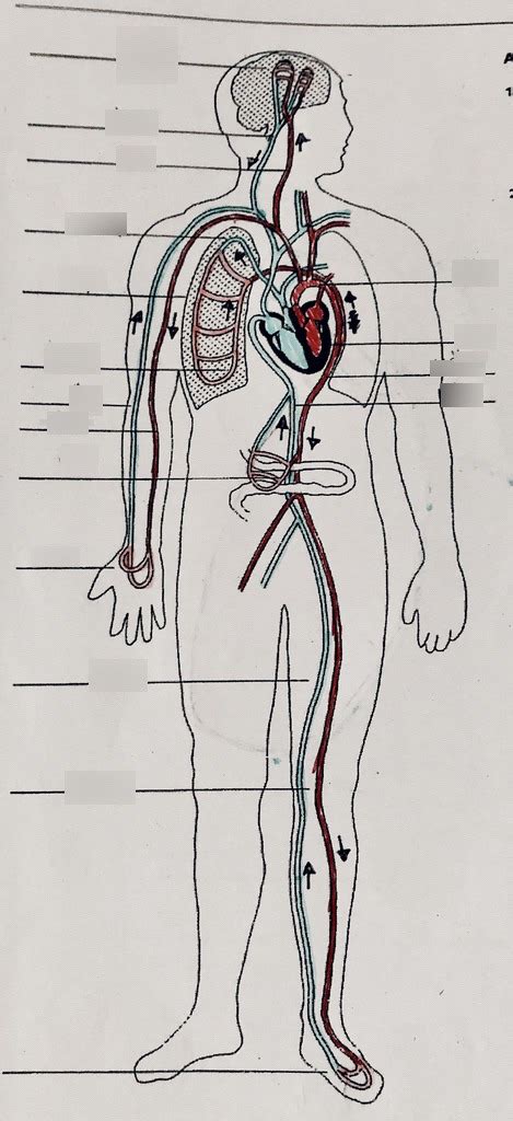 Schaubild Blutkreislauf Beschriften Quizlet