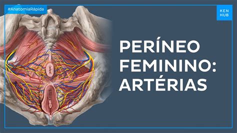 Perineo Inchado E Dolorido Feminino - Artérias do períneo feminino - Anatomia Fácil | Kenhub - YouTube