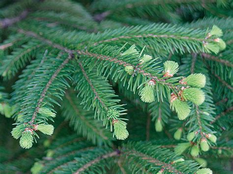 Fir vs. Spruce vs. Pine: How to Tell Them Apart - Fine Gardening