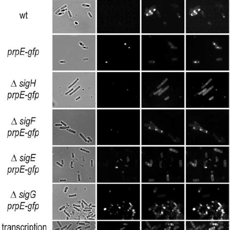 Subcellular Localization Of Prpe Gfp Cells Of Wild Type Strain 168