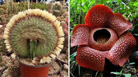 10 Worlds Weirdest Flowers That Will Blow Your Mind