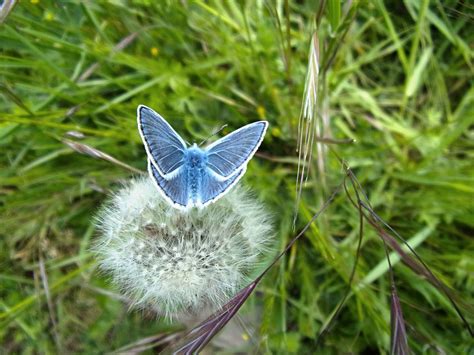 Mariposa Argos Insecto Foto Gratis En Pixabay Pixabay