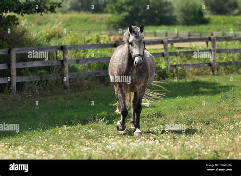 Appaloosa horse spotted hi-res stock photography and images - Alamy