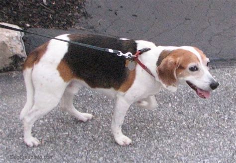 Beagle Dog Breed Information and Pictures