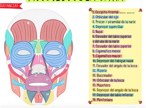 Musculos De La Cara Diagram Quizlet