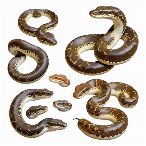a group of snakes are called 8