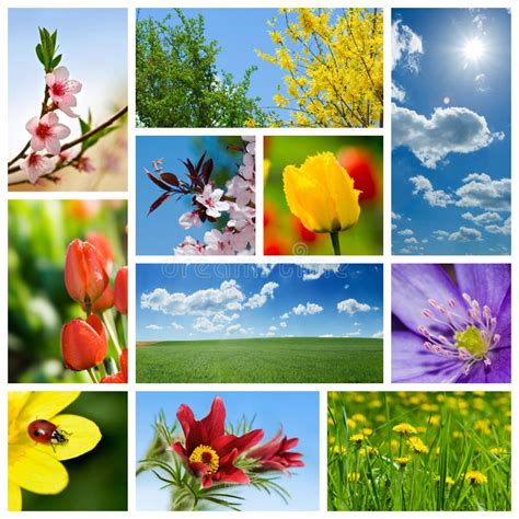 Spring Collage Stock Photo Image Of Wheat Colorful 19436782