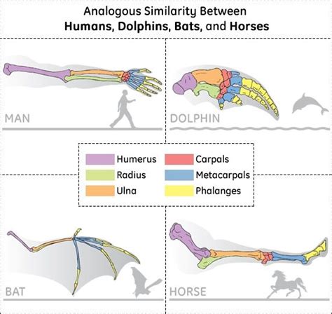 Analogous Structures Vs Homologous Structures