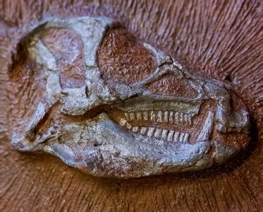 Paleontólogos escaneiam fóssil mais completo de dinossauro jamais