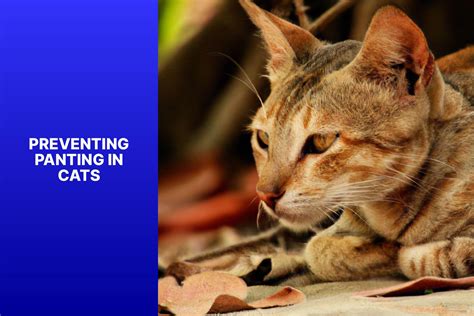 Understanding Why Your Cat Is Panting Common Causes And Solutions