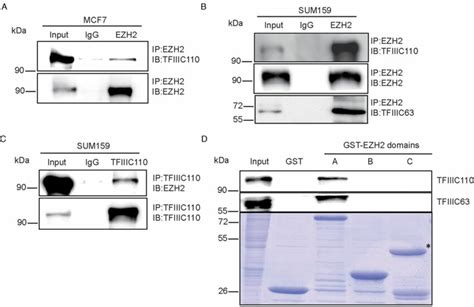 Ezh2 Interacts With Other Components Of Tfiiic A And B Co Ip Assays