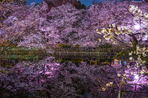 Cherry Blossoms of Inokashira Park Inokashira Park Stock Photo - Image of region, building ...