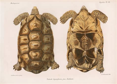 Angonoka tortoise posters & prints by Louis Léchaudel