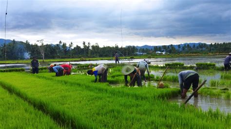 Tangisan Petani Sawah Gorontalo Di Awal Musim Tanam Padi Dulohupa Id