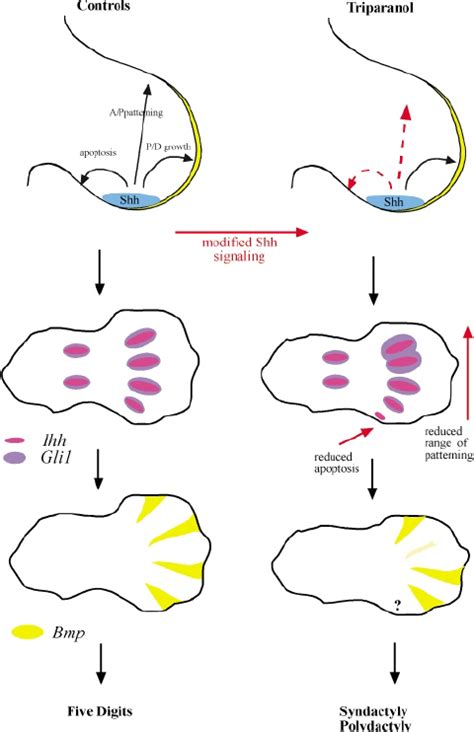 Summary Of Our Data Explaining The Genesis Of The Limb Patterning