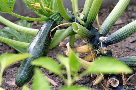 Zucchini Vegetable Organic Free Photo On Pixabay Pixabay