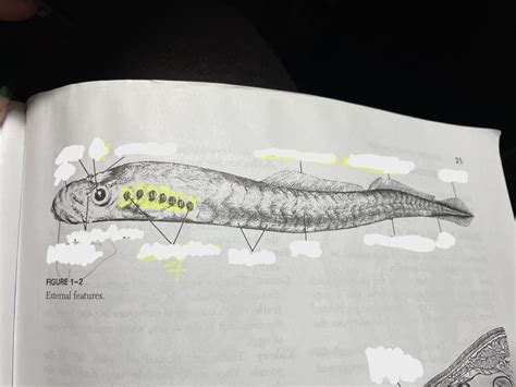 Adult lamprey - external features Diagram | Quizlet