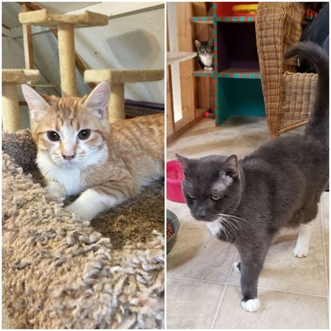 pickens county animal shelter 9