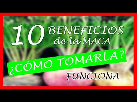 Cuanto Tiempo Tarda En Hacer Efecto La Maca Andina Ifeelbook