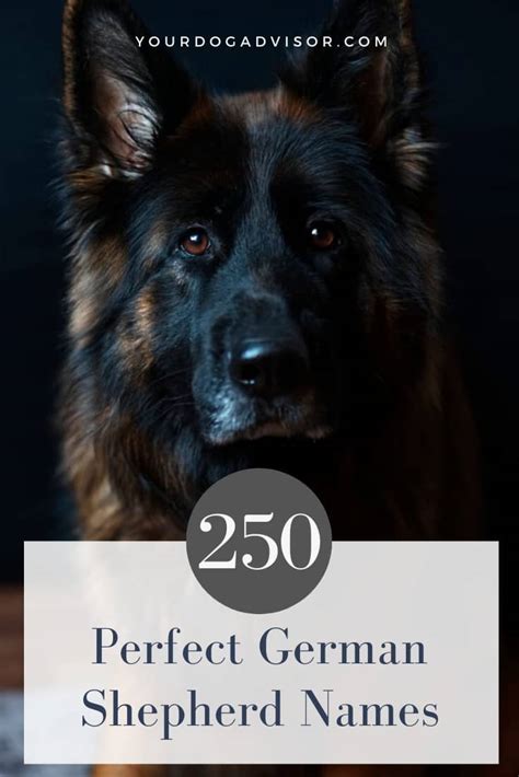 250 Perfect German Shepherd Names | Your Dog Advisor