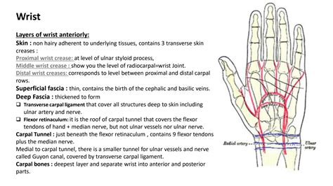 SOLUTION: Lec7 b anatomy of wrist - Studypool