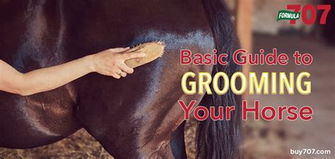 A Basic Guide to Grooming Your Horse - Buy Formula 707 Blog