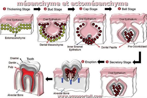 Mésenchyme : définition et explications