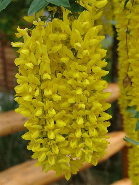 20 GOLDEN CHAIN TREE Goldenchain Laburnum Anagyroides Seeds - Etsy