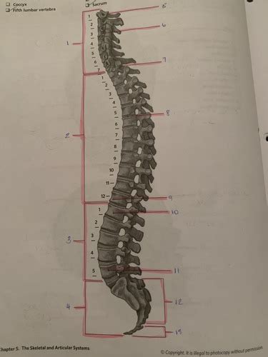 The Vertebral Column Lateral View Flashcards Quizlet